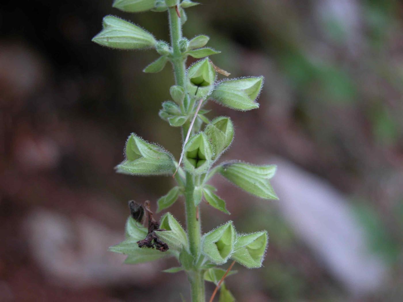 Archangael, Yellow fruit